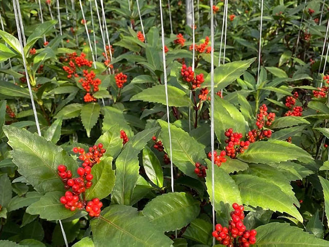 楽屋内で生育中の千両